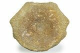 Fossil Ichthyosaur (Brachypterygius) Vertebra - England #354090-1